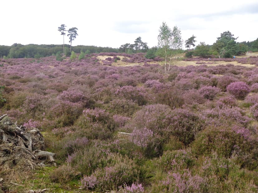 Bloeiende heide op landgoed Den Treek bij Leusden