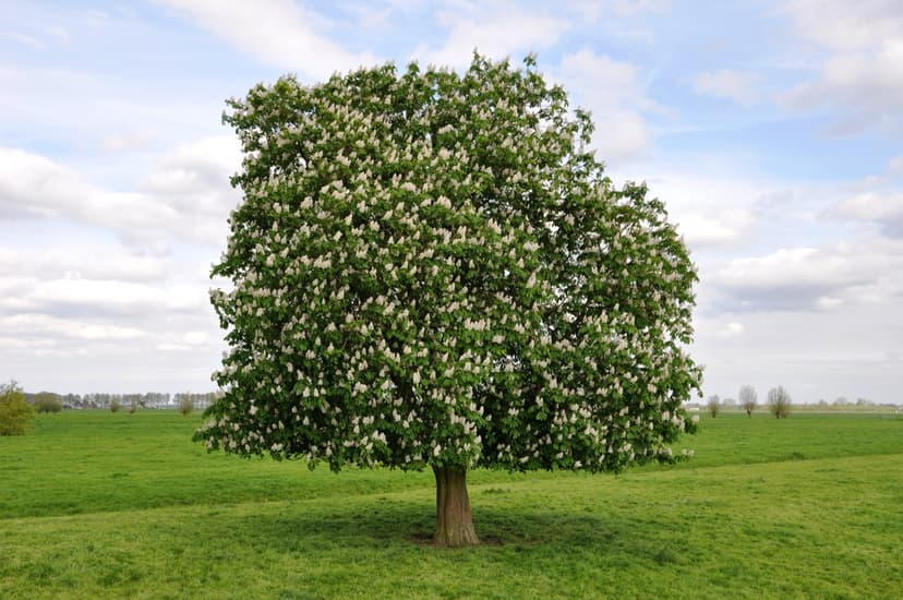 Bloeiende kastanjeboom in de polder bij Willeskop