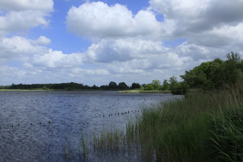 Water en riet in natuurgebied Botshol bij de Vinkeveense Plassen
