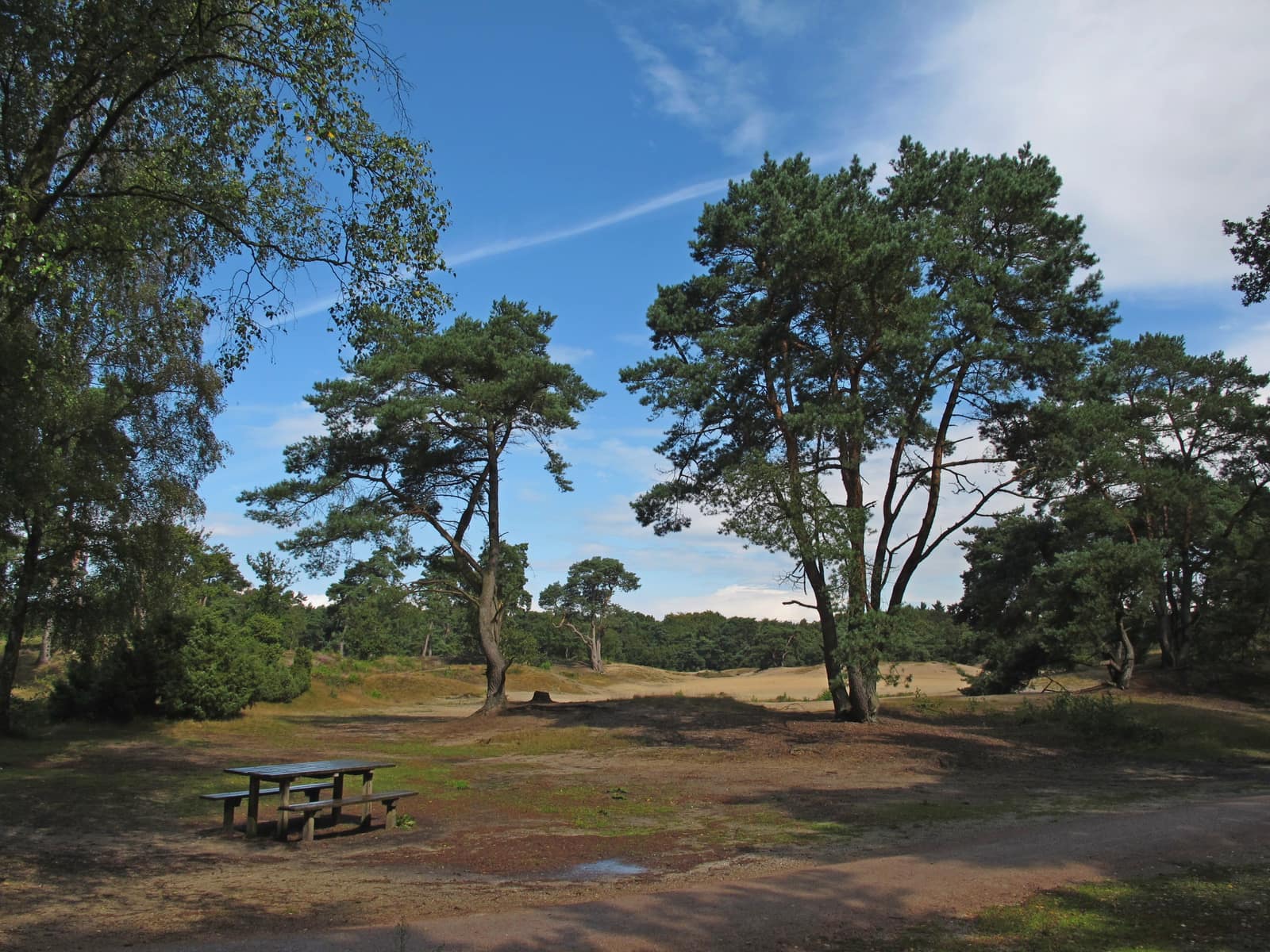 Grove dennen en een picknicktafel in de Soester Duinen